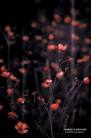 10k fotoart foto fotografie kunst composing bildbearbeitung blumen landschaft tiere portrait stil weithaler norbert